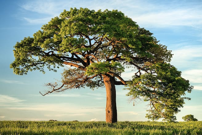 A Caption on this Tree, just to see how that gets handled.